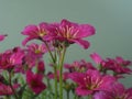 Saxifrage flowers, variety Alpino Pink Early, with a plain background