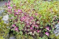 Saxifrage Mossy Pink with cup-shaped bright and soft-pink blossom flowers growing on wet mossy stones in a rock garden Royalty Free Stock Photo