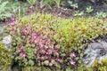 Saxifrage Mossy Pink with cup-shaped bright and soft-pink blossom flowers growing on wet mossy stones in a rock garden Royalty Free Stock Photo