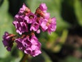 Flower pink Saxifrage in bloom close-up.