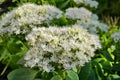 White Stonecrop prominent sedum in the garden closeup.