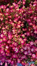 Saxifrage Purple Carpet is a hardy and photophilous plant with beautiful flowers in early spring