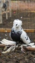 Saxon fairy swallow pigeon, Domestic birds Royalty Free Stock Photo