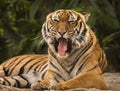 Say Ahhh...Malayan Tiger Opens Wide