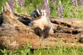 Say cheese said the cheesy badger pup Royalty Free Stock Photo