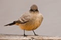 Say's Phoebe