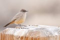 Say's Phoebe Royalty Free Stock Photo