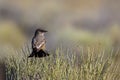 Say's Phoebe bird perching on wild grasses in the meadow Royalty Free Stock Photo