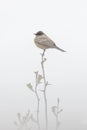 Say\'s Phoebe bird Royalty Free Stock Photo