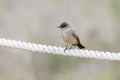 Say\'s Phoebe bird Royalty Free Stock Photo