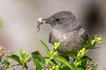 Say\'s Phoebe with Catch Royalty Free Stock Photo