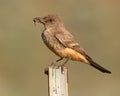Say's Phoebe With Cicada In Beak Royalty Free Stock Photo