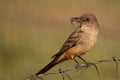 Say's Phoebe Grasping Cicada Royalty Free Stock Photo
