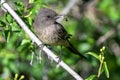 Say\'s Phoebe with Catch Royalty Free Stock Photo