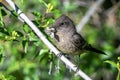 Say\'s Phoebe with Catch Royalty Free Stock Photo