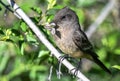 Say\'s Phoebe with Catch Royalty Free Stock Photo