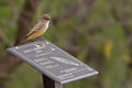 Say`s Phoebe, Sayornis saya, perched on sign