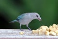Sayaca Tanager (Thraupis sayaca) isolated, eating banana on a wall Royalty Free Stock Photo