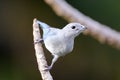 Sayaca Tanager (Thraupis sayaca) isolated, perched on a branch in an acrobatic pose Royalty Free Stock Photo
