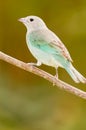 Sayaca Tanager (Thraupis sayaca) Royalty Free Stock Photo