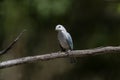 Sayacca tanager, Thraupis sayaca Royalty Free Stock Photo