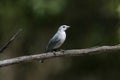 Sayacca tanager, Thraupis sayaca Royalty Free Stock Photo