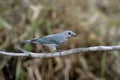 Sayacca tanager, Thraupis sayaca Royalty Free Stock Photo