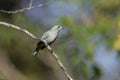 Sayacca tanager, Thraupis sayaca Royalty Free Stock Photo