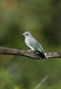 Sayacca tanager, Thraupis sayaca Royalty Free Stock Photo