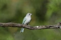 Sayacca tanager, Thraupis sayaca Royalty Free Stock Photo