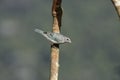 Sayacca tanager, Thraupis sayaca Royalty Free Stock Photo