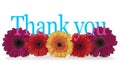 Saying Thank you with Flowers Royalty Free Stock Photo