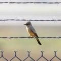 Says Phoebe perched on barbed wire