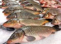 Sazan fish on ice, chilled fish on the market for sale Royalty Free Stock Photo