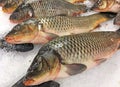 Sazan fish on ice, chilled fish on the market for sale Royalty Free Stock Photo