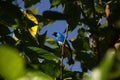 A SaÃÂ­-andorinha macho Tersina viridis. Swallow Tanager.