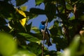 A SaÃÂ­-andorinha macho Tersina viridis. Swallow Tanager.