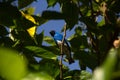 A SaÃÂ­-andorinha macho Tersina viridis. Swallow Tanager.