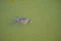 Turtle in the lake in  Kassandra  in the summer Royalty Free Stock Photo