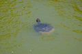 Turtle in the lake in  Kassandra  in the summer Royalty Free Stock Photo