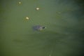 Turtle in the lake in  Kassandra  in the summer Royalty Free Stock Photo