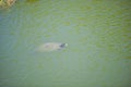 Turtle in the lake in  Kassandra  in the summer Royalty Free Stock Photo