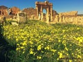 sbeitla,spring,roman ruins