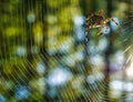 Orb weaver spider weaving it\'s web in the forest during morning sunrise Royalty Free Stock Photo