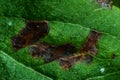 Scab disease on apple leaf