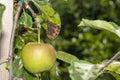 Scab on the leaves and fruits of an apple tree close-up. Diseases in the Apple Orchard Royalty Free Stock Photo