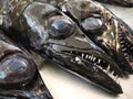 Scabbard fish heads Royalty Free Stock Photo