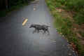 Lonely stray scabies dog walk on the road Royalty Free Stock Photo