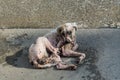 Scabies dog white fur scratching Royalty Free Stock Photo