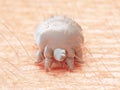 A scabies mite Royalty Free Stock Photo